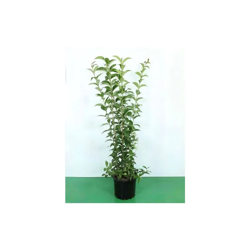 Vivaio Di Castelletto - Ligustro a foglie ovali 'Ligustrum Ovalifolium' pianta da siepe in vaso 14 cm h. 80/100 cm