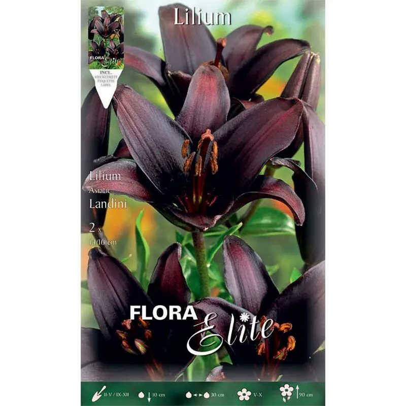 Peragashop - lilium asiatic landini confezione da 2 bulbi autunnali bulbs bulbes