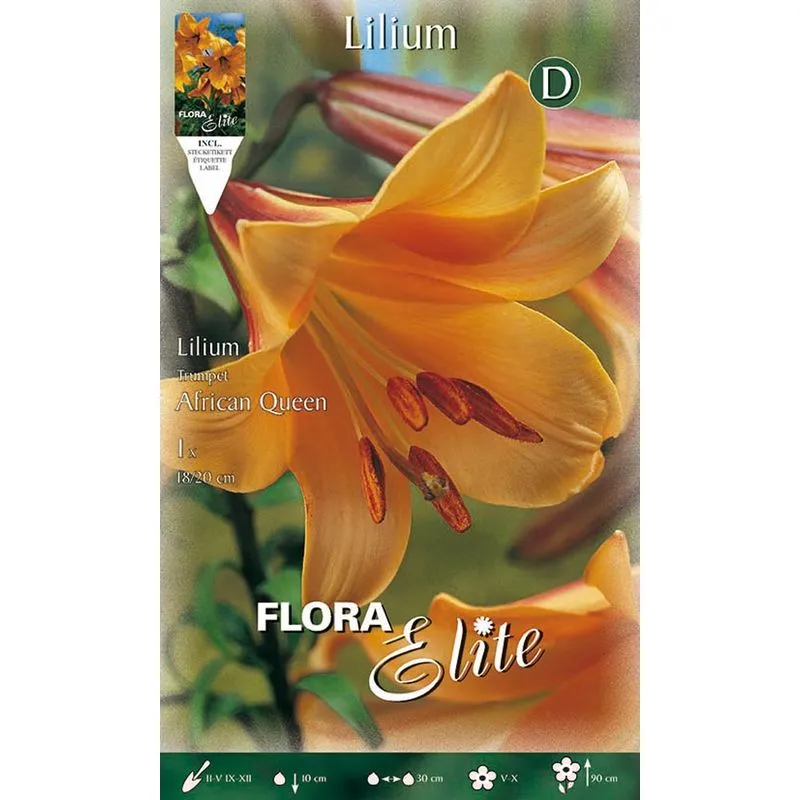 Peragashop - lilium trumpet african queen confezione 1 bulbo autunnale bulbs bulbes