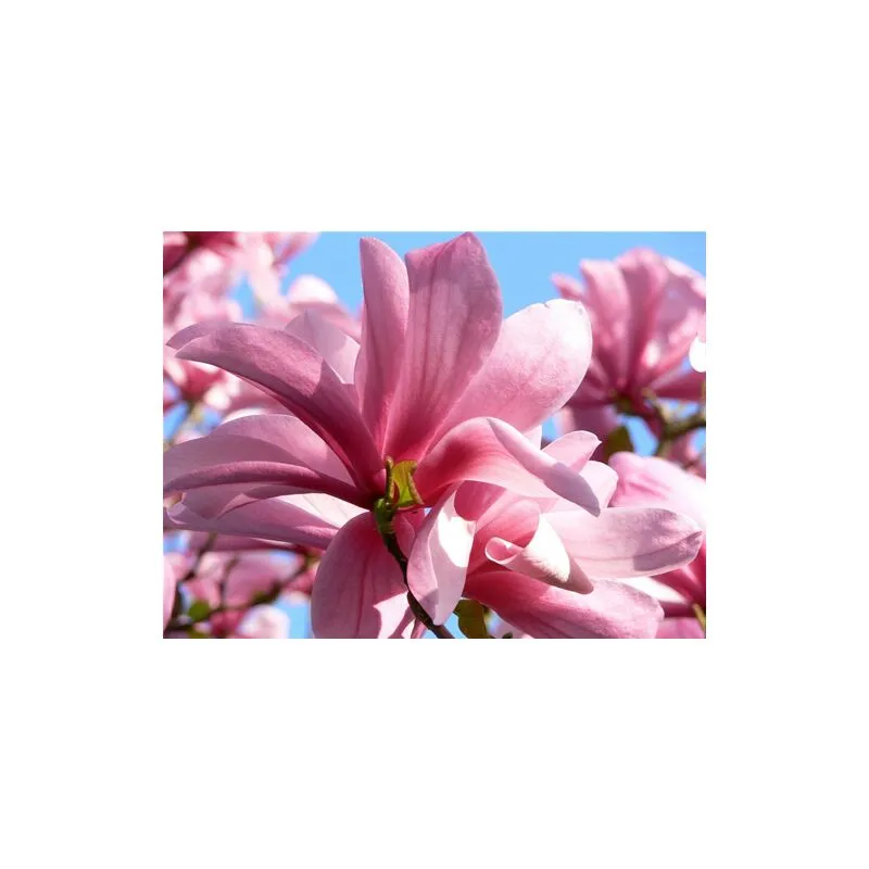 Vivaio Di Castelletto - Magnolia Galaxy pianta in vaso 16 cm h. 50/60 cm