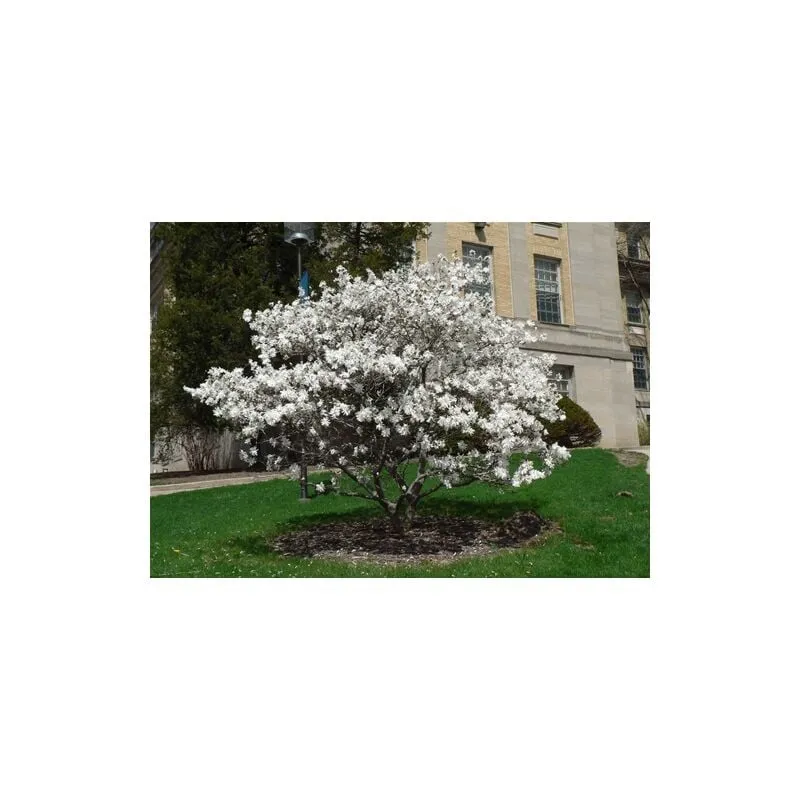 Vivaio Di Castelletto - Magnolia giapponese 'Magnolia Stellata' pianta in vaso 13 cm h. 30/50 cm