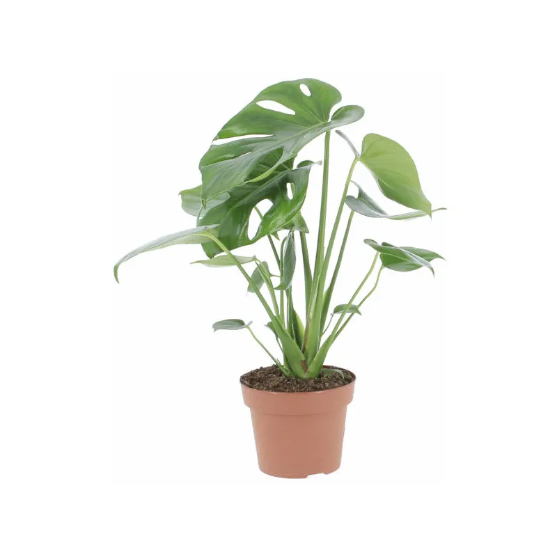 Kentis - Monstera Deliciosa - h 45-55 cm Vaso da Coltura ø 14 cm