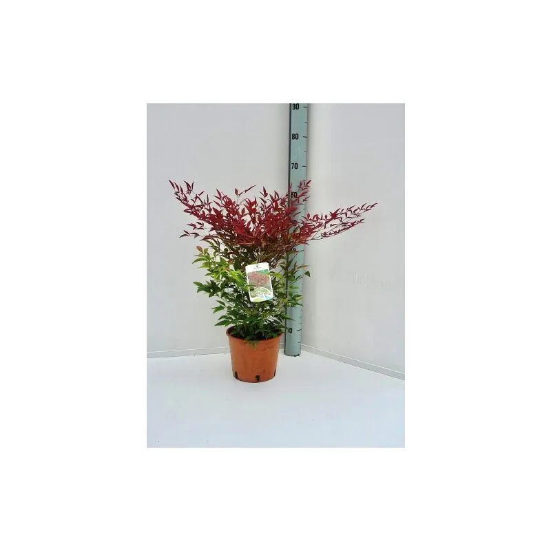 Vivaio Di Castelletto - Nandina domestica 'Bambu' Sacro' pianta a cespuglio in vaso 17 cm