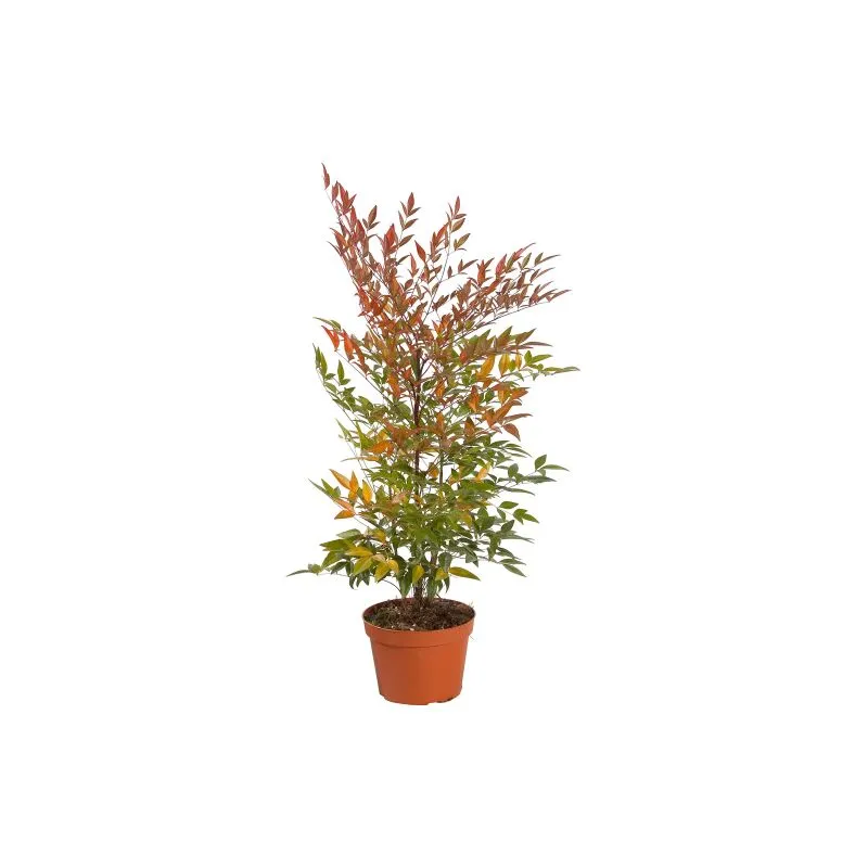 Nandina domestica 'Bambu' Sacro' pianta a cespuglio in vaso 19 cm