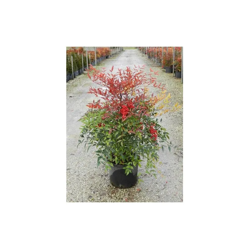 Nandina domestica 'Bambu' Sacro' pianta in vaso 33 cm