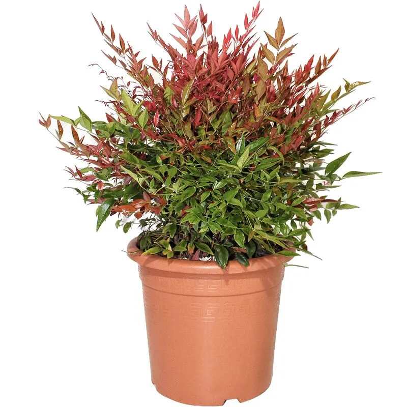 Kentis - Nandina Domestica Obsessed - Piante Vere da Esterno - h 40-60 cm Vaso ø 24 cm