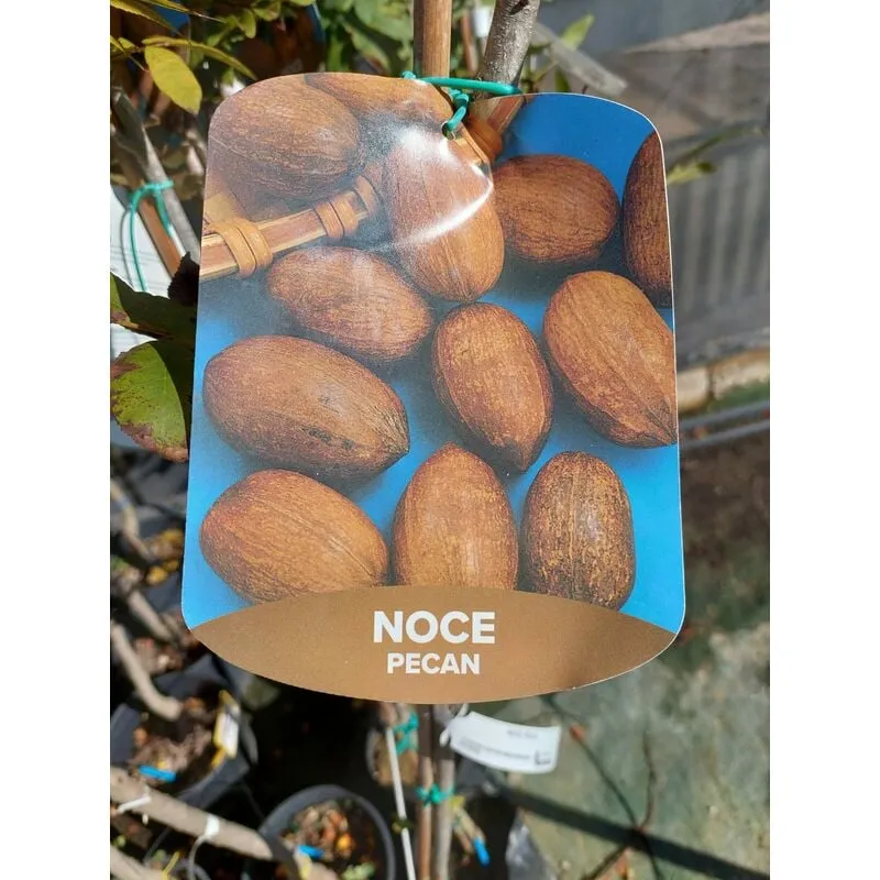 Mediterraneo Garden - Noce Pecan (albero 4/5 anni)