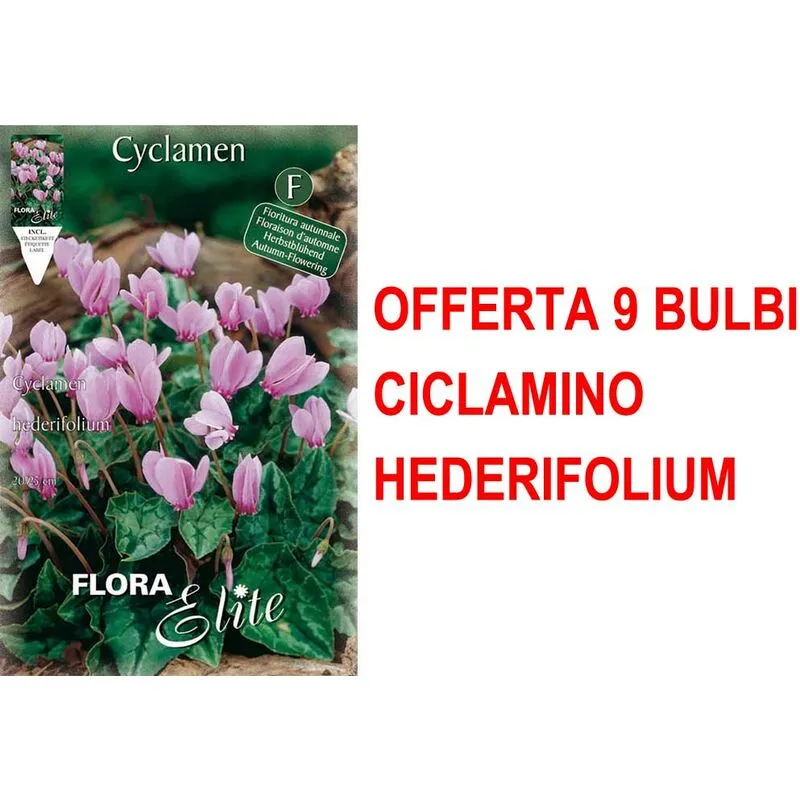 Peragashop - offerta 9 bulbi ciclamino cyclamen hederifolium bulbs bulbes