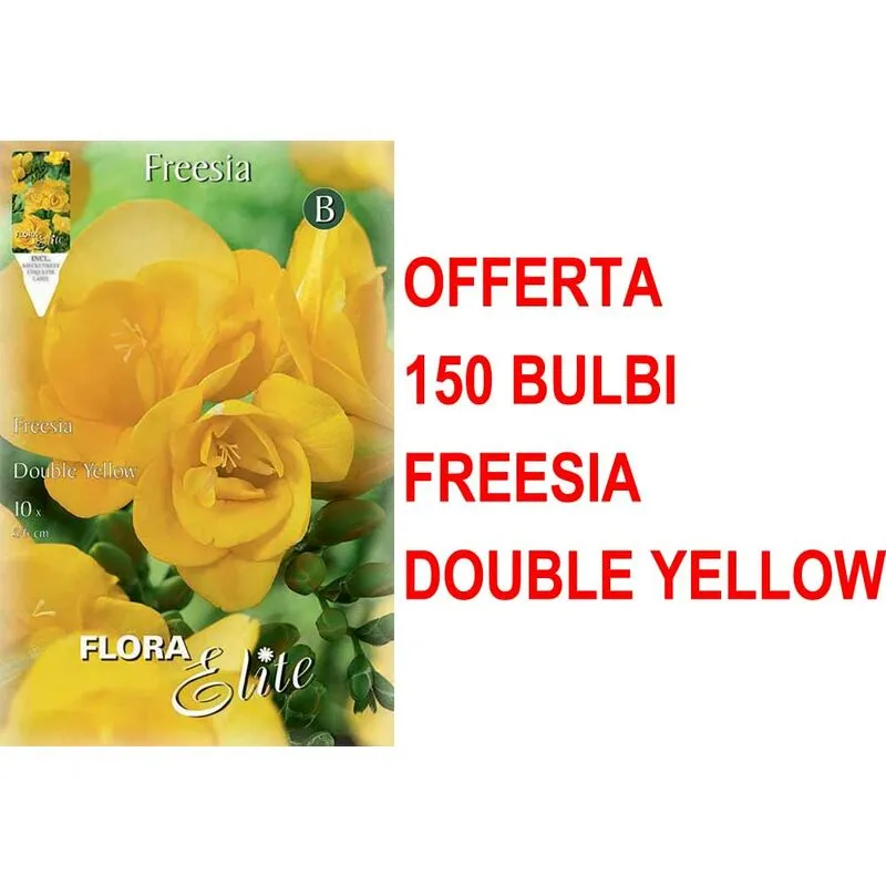 Offerta 150 bulbi freesia double yellow bulbs bulbes