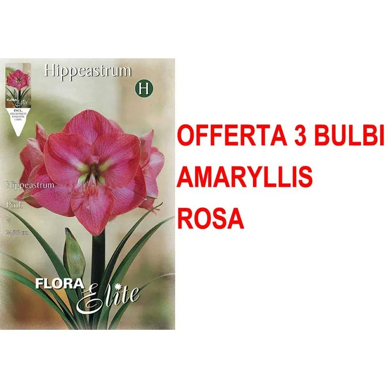 Peragashop - offerta 3 bulbi amaryllis rosa bulbs bulbes