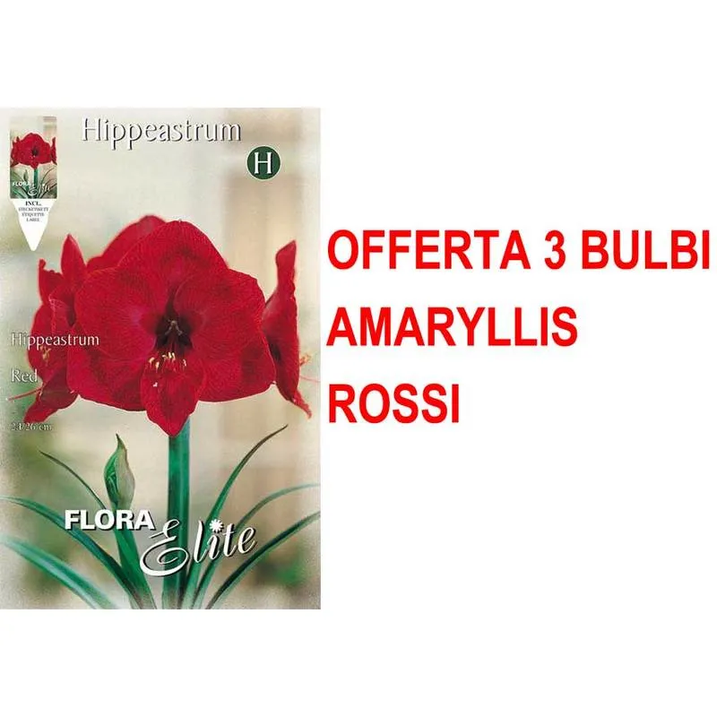 Peragashop - offerta 3 bulbi amaryllis rosso bulbs bulbes