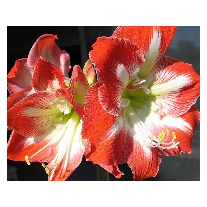 Peragashop - offerta 3 bulbi amaryllis striato rosso e bianco bulbs bulbes