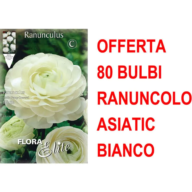 Offerta 80 bulbi ranuncolo asiatic bianco bulbs bulbes