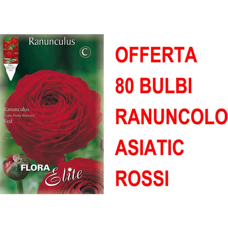 Offerta 80 bulbi ranuncolo asiatic rosso bulbs