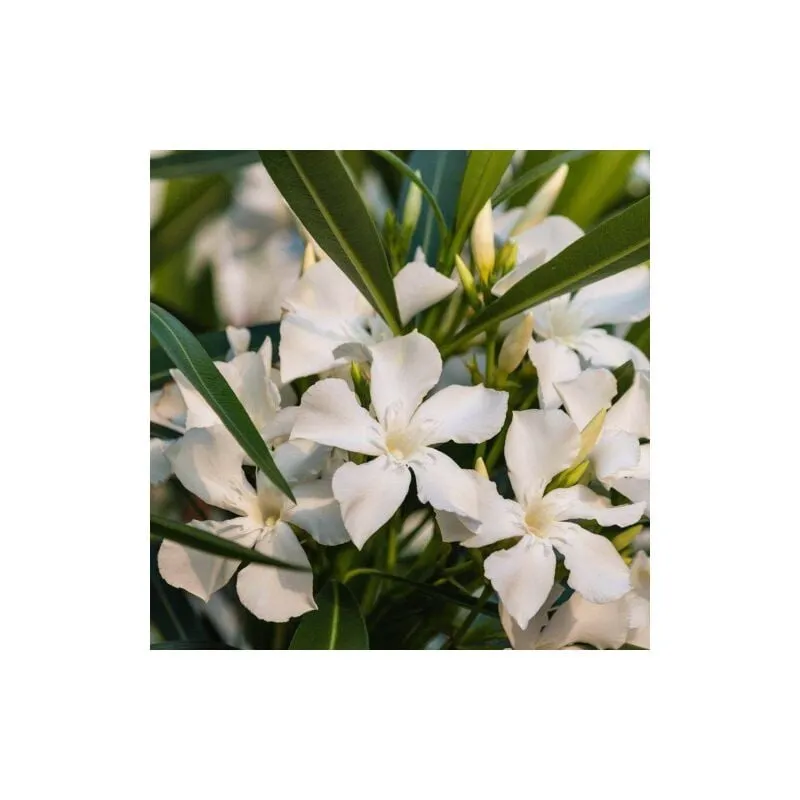 Oleandro a cespuglio Bianco "Nerium Oleander" pianta in vaso 18 cm Bianco