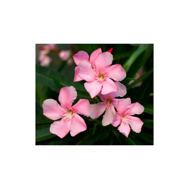 Vivaio Di Castelletto - Oleandro a cespuglio Rosa 'Nerium Oleander' pianta in vaso 18 cm Rosa