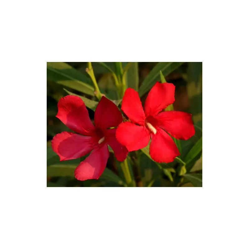 Vivaio Di Castelletto - Oleandro a cespuglio Rosso intenso 'Nerium Oleander' pianta in vaso 18 cm Rosso intenso