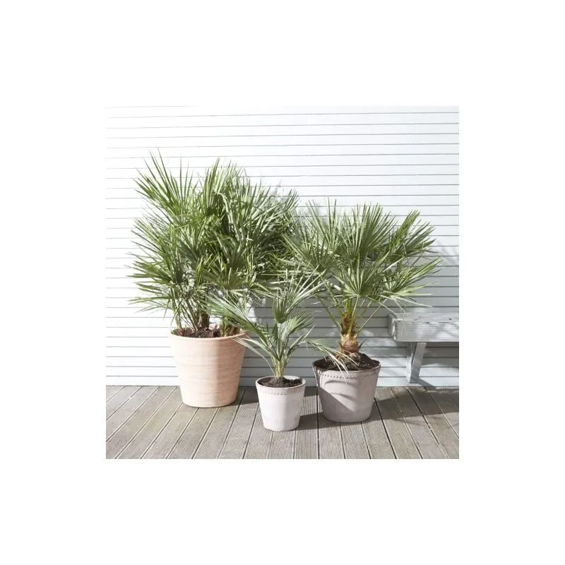 Vivaio Di Castelletto - Palma cinese a ventaglio 'Chamaerops excelsa' pianta in vaso 9 cm
