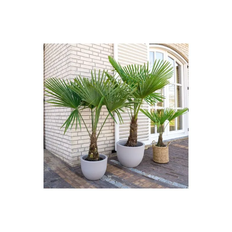 Vivaio Di Castelletto - Palma cinese a ventaglio 'Trachycarpus fortunei' pianta in vaso 9 cm
