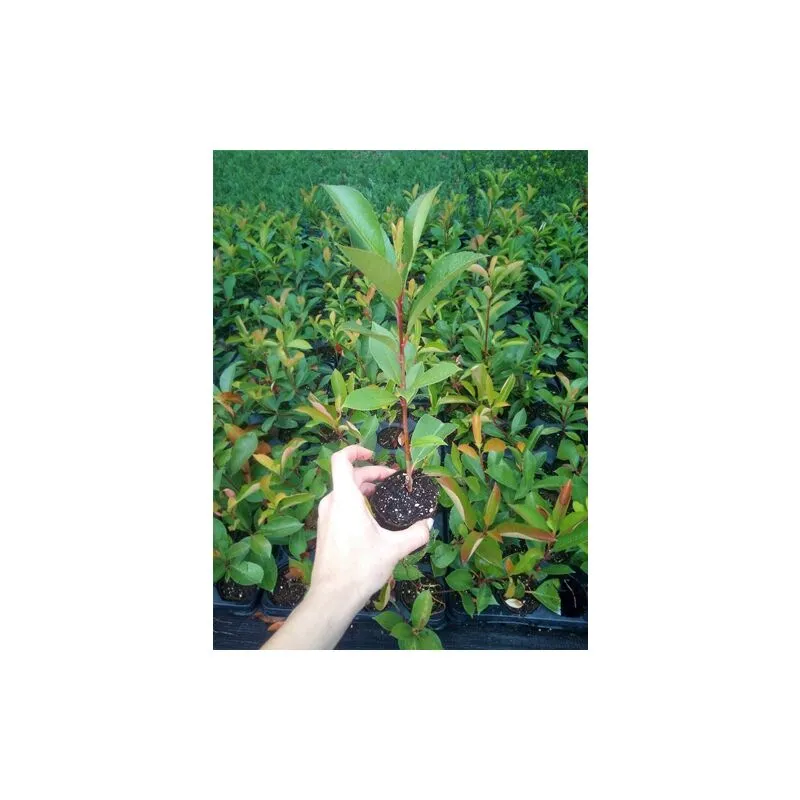 Photinia Fotinia Fraseri Red Robin da siepe in vaso biodegradabile 8 cm