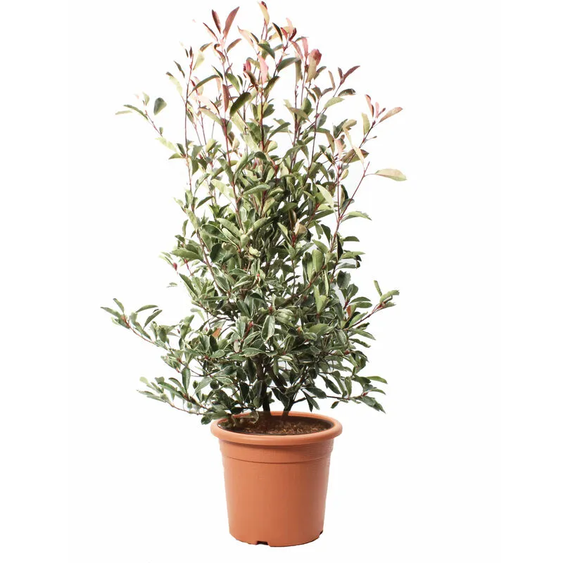 Photinia × Fraseri 'Pink Marble' - Pianta di Fotinia - Pianta da Siepe da Giardino - h 125-150 cm Vaso ø 30 cm