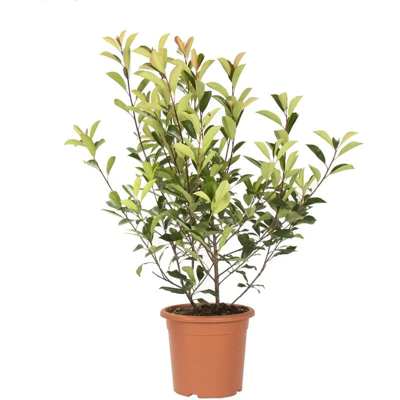 Kentis - Photinia × Fraseri Red Robin - Piante Vere da Siepe - h 100-125 cm Vaso ø 24 cm