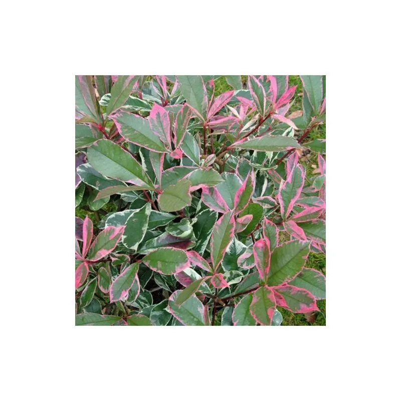 Photinia x Fraseri 'Pink Marble' Fotinia Variegata Pianta da Siepe h.20/40 cm 20/40 cm