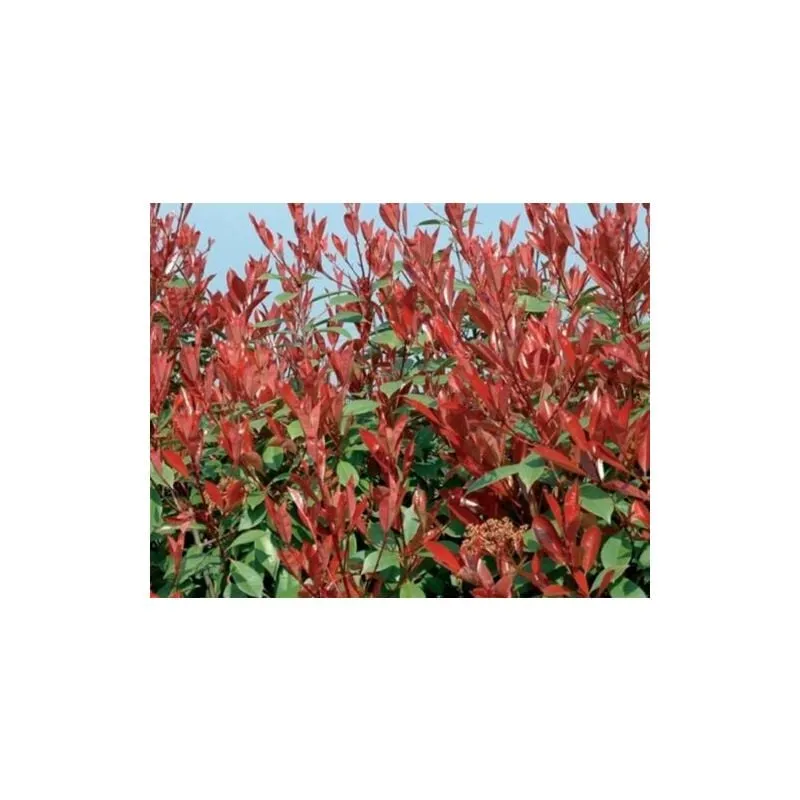 Photinia x Fraseri Red Robin Photinia Compatta da siepe in vaso 26 cm h. 100/130 cm