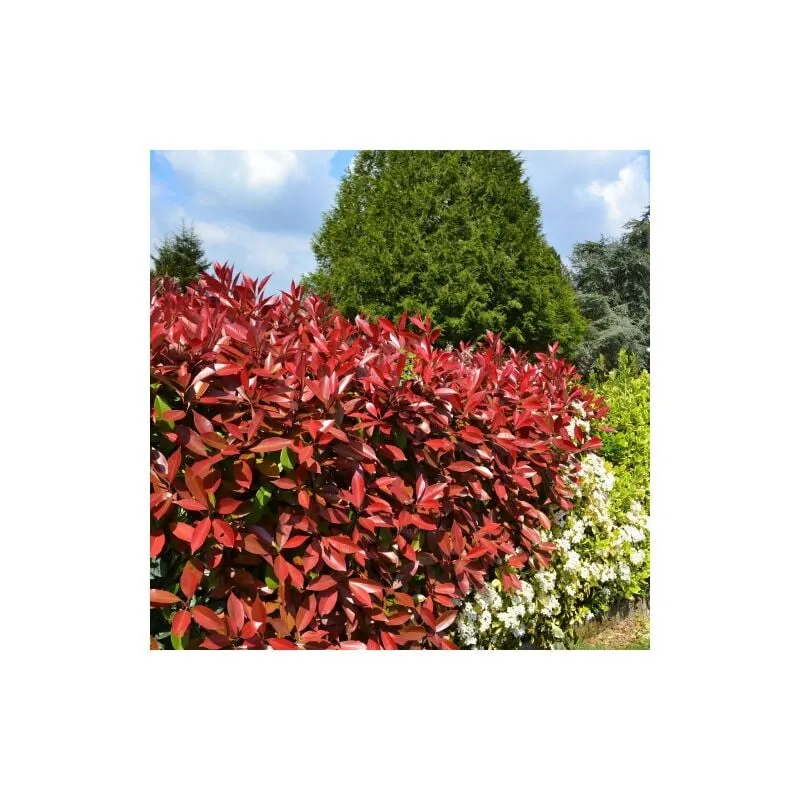 Vivaio Di Castelletto - Fotinia 'Photinia x fraseri Red Robin' pianta da siepe in vaso 2 litri h. 60/80 cm