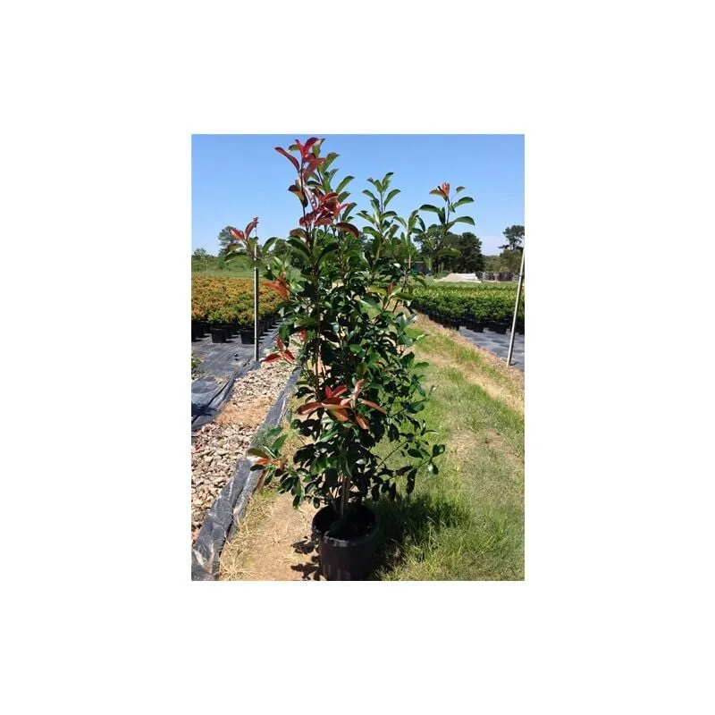 Vivaio Di Castelletto - Pianta adulta Photinia Fraseri Red Robin 'Fotinia' da siepe promozione 18 piante in vaso 2 litri h 50/80 cm