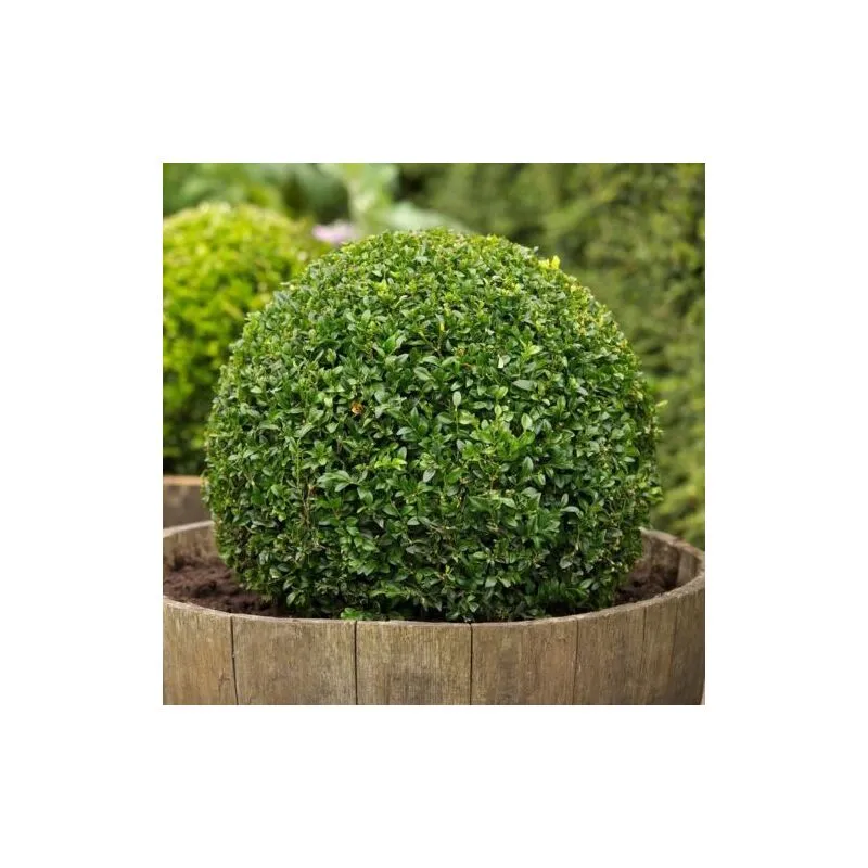 Pianta di Bosso a palla 'Buxus sempervirens' in vaso 40 cm 40 cm a palla