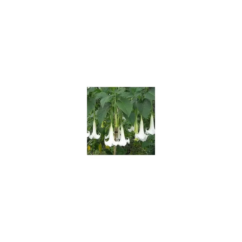 Vivaio Garden Forest - Pianta Brugmansia arborea, Datura arborea trombone dell'angelo foto reali