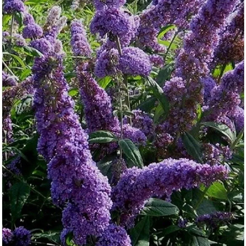 Pianteweb - Pianta Buddleia Colore: Bianco - Vaso: 24