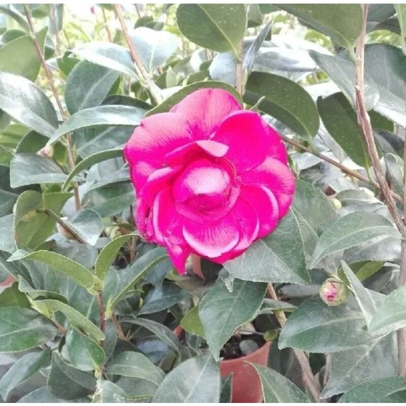 Pianta Camelia Vaso: 24