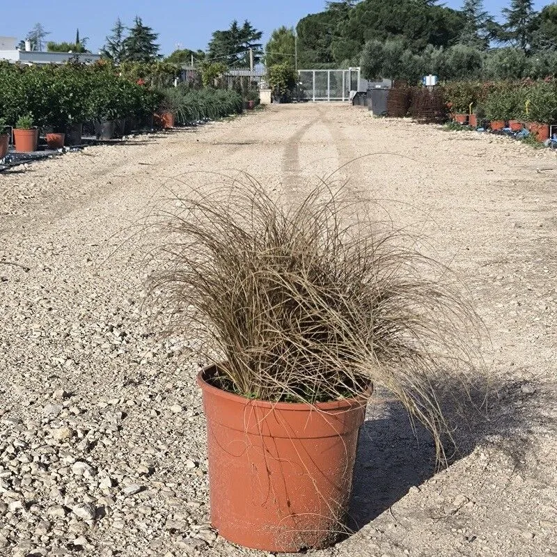 Pianta Carex Vaso: 24