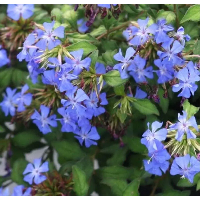 Pianta Ceratostigma