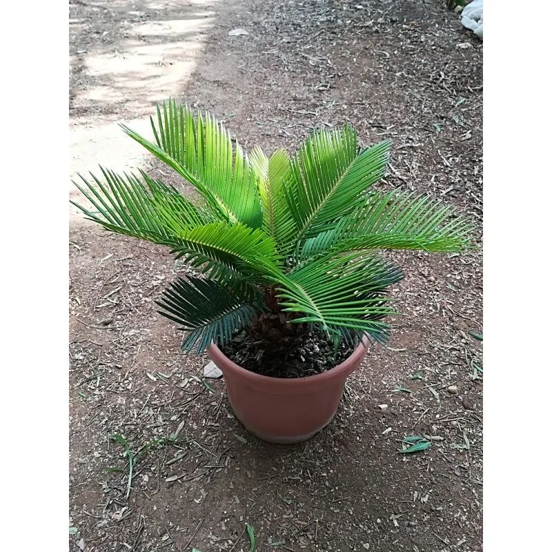 Pianteweb - Pianta Cycas Revoluta Vaso: 18