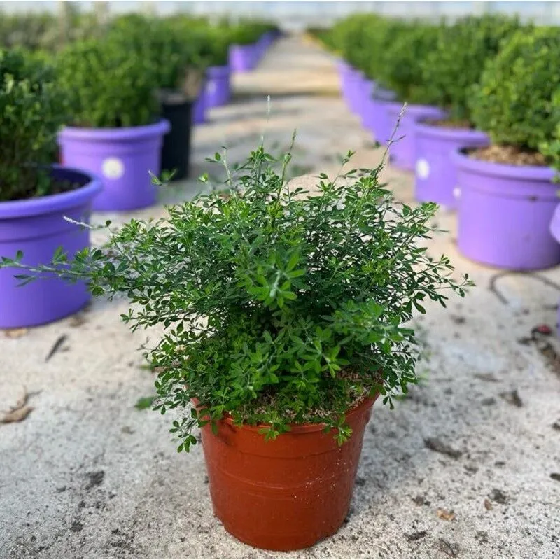 Pianta Cytisus Racemosus Vaso: 24