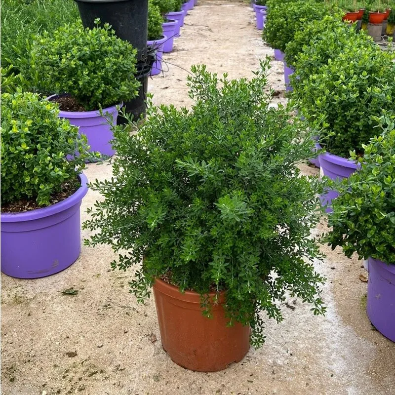 Pianta Cytisus Racemosus Vaso: 33