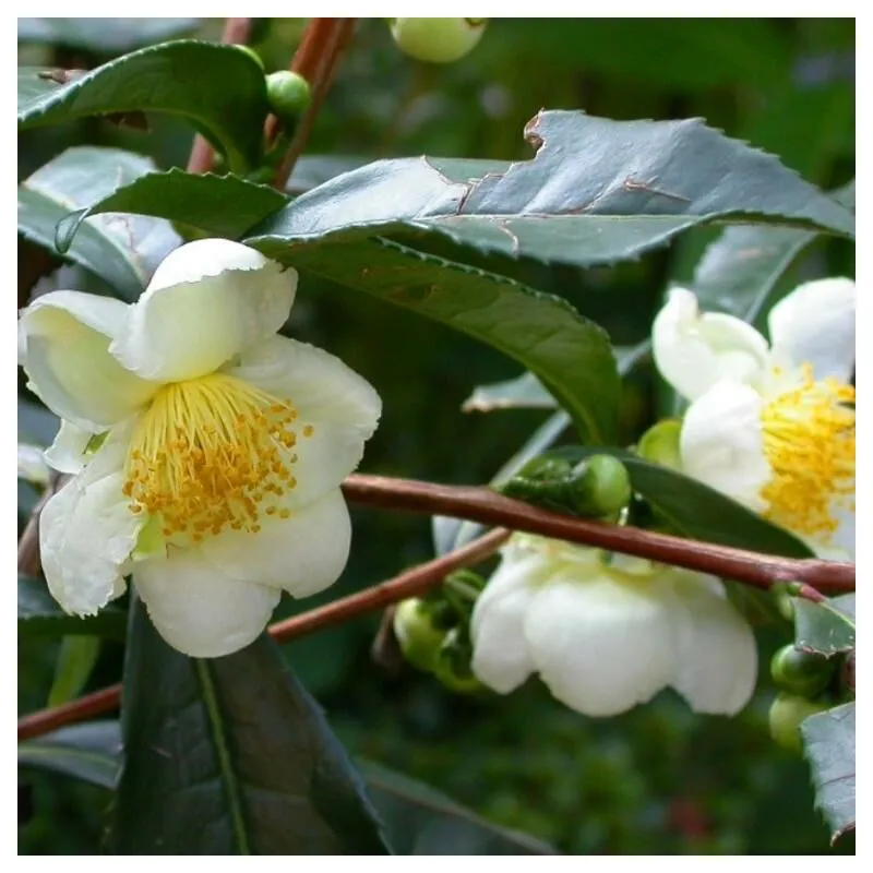 Vivaio Garden Forest - Pianta del Tè Camelia Sinensis foto reali