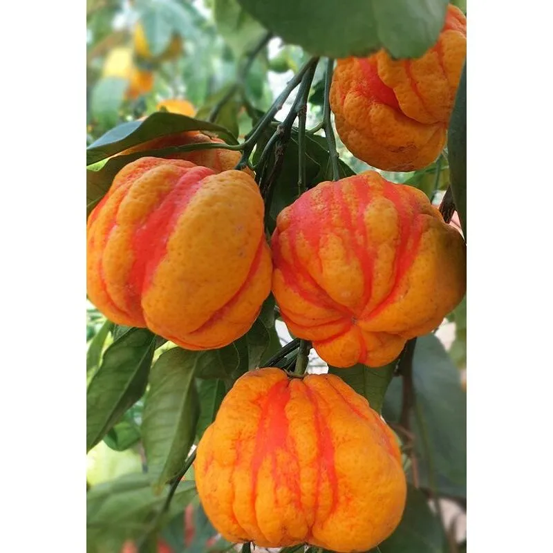 Pianta di Arancio Bizzarria (Citrus aurantium Bizzarria) Vaso Ø20cm foto reali h 80cm