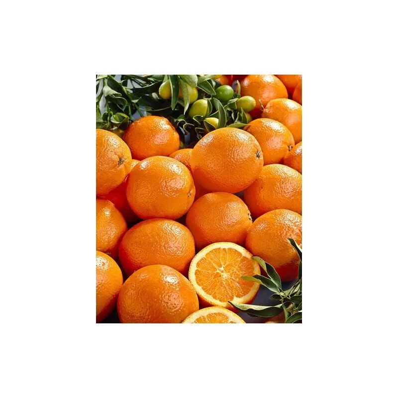 Arancio "Citrus sinensis" pianta in fitocella di 2/3 anni Agrumi di Sicilia