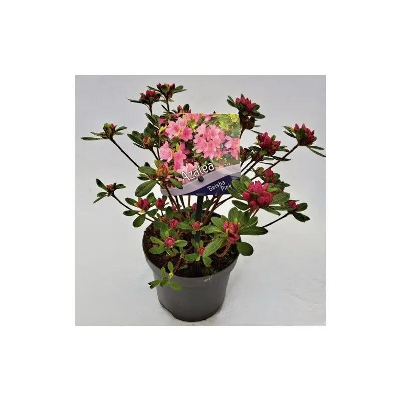 Azalea giapponese rosa 'Rhododendron japonicum Geisha Pink' Rododendro pianta sempreverde in vaso 10 cm h 20/30 cm