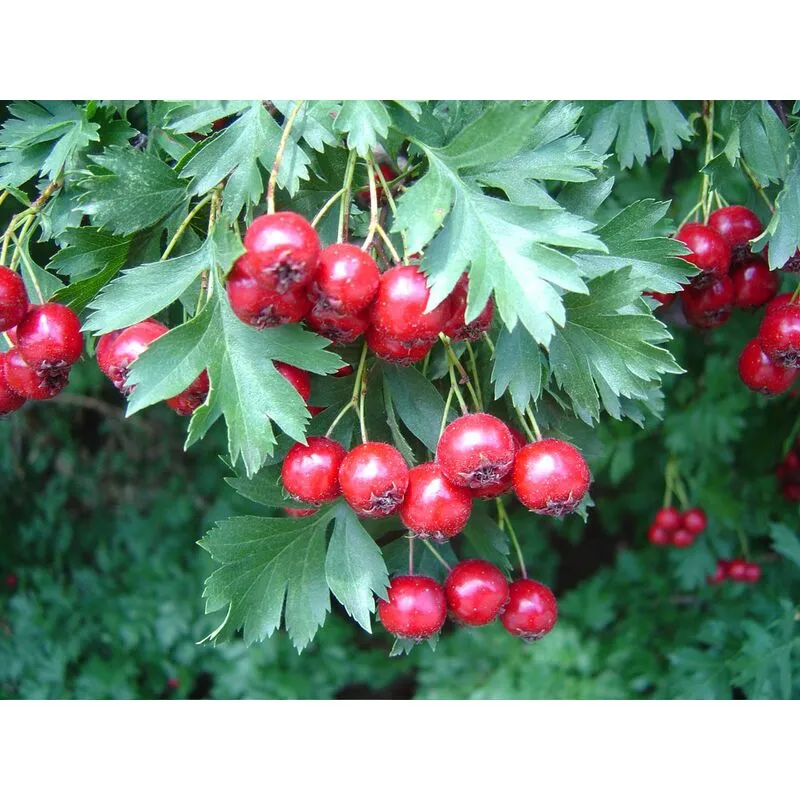 Vivaio Garden Forest - Pianta di Azzeruolo Rosso (Crataegus azarolus) vaso 24cm