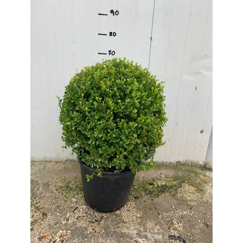 Vivaio Garden Forest - pianta di buxus bosso a palla