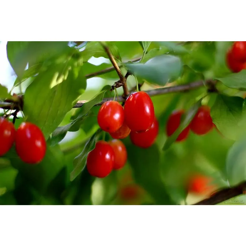 Pianta di Cornaiolo (cornus mas)