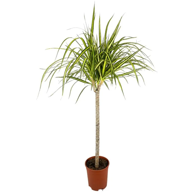 Amdgarden - Pianta di dracaena marginata verde pianta da interno vaso17 H90CM foto reale