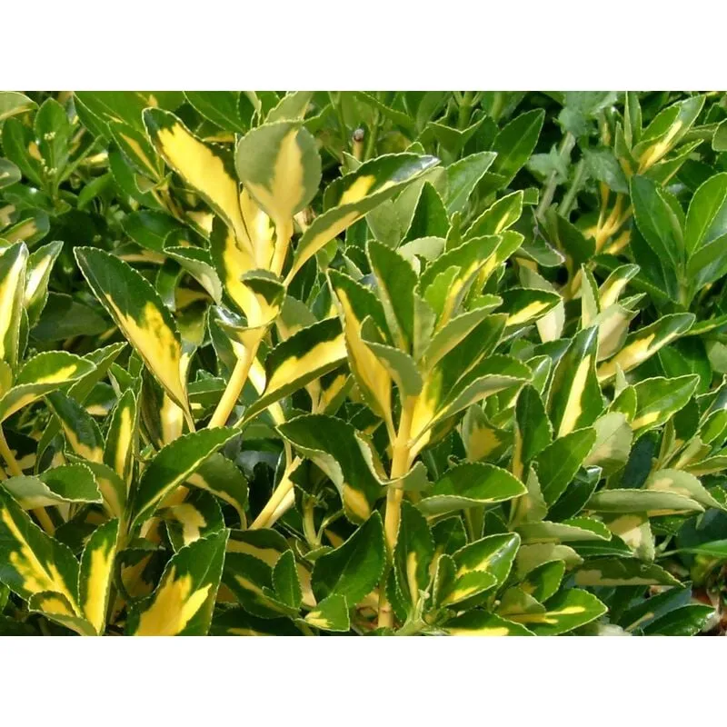 Pianta di Euonymus Livornese Euonimus Pianta da Siepe arredo giardino vaso 7