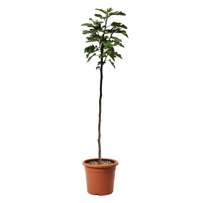 Kentis - Pianta di Fico - Ficus Carica - Alberello da Frutto - Vaso ø 24 cm