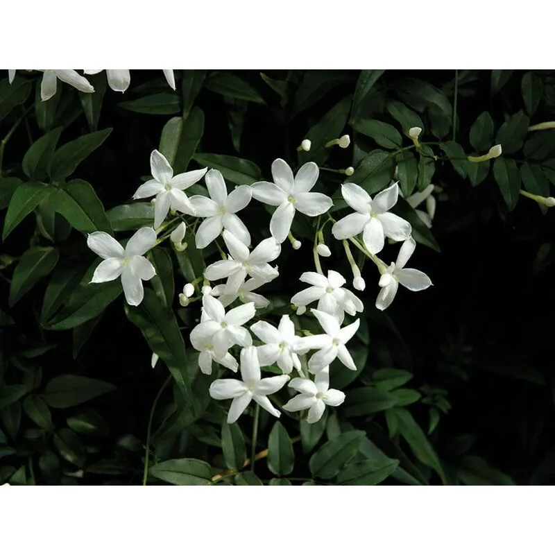 Pianta di Gelsomino Jasminum Officinale Rampicante Gelsomino rampicante vaso 7